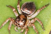 Jumping Spider (Jotus sp) (Jotus sp)